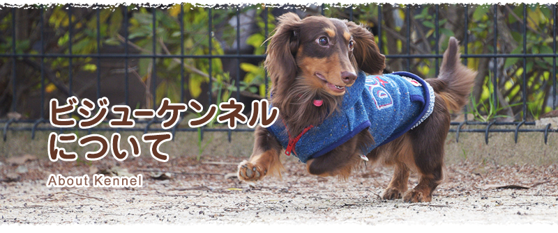ビジューケンネルについて
