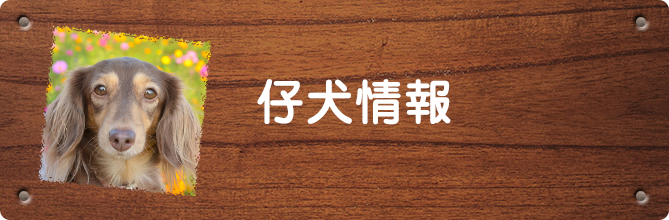 仔犬情報