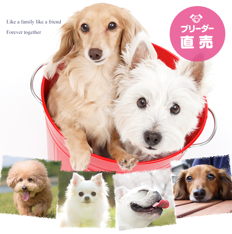 ブリーダー直売